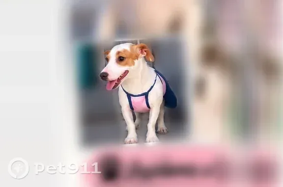 Missing dog Female, Houston (usl549853) - photo