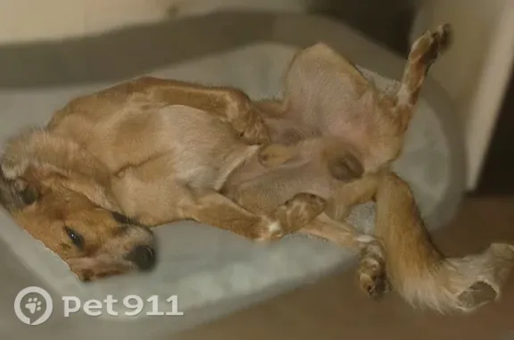 Missing dog Omaha, photo: Lost Dog, West 14th Place, 6713, Sioux Falls, Omaha — golden-brown male with a shock collar