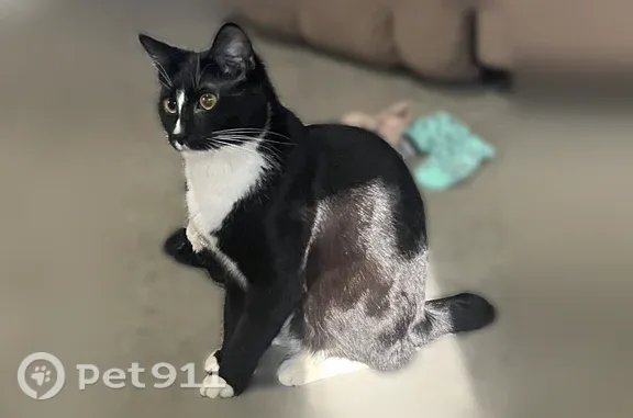 Lost cat, Herrell Road, 521, Villa Rica — male with a short nub tail - photo
