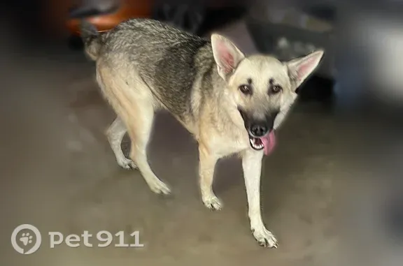 Found dog Crowley, photo: Found dog, Farm to Market Road 1187, 4101, Crowley — female German shepherd, friendly