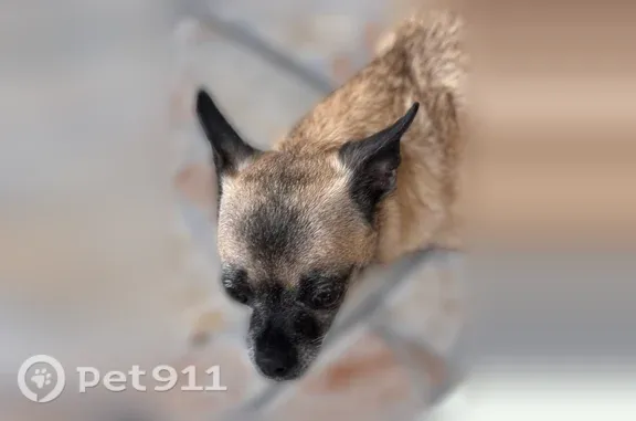 Lost dog, Northwest 99th Court, 12761, Hialeah Gardens — small female named Cloe - photo