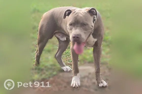 Found dog Gainesville, photo: Found male dog, Northwest 79th Court, 3088, Gainesville — large, black studded collar