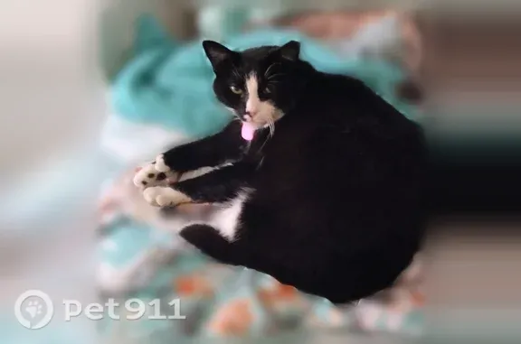 Lost cat, Valley Drive, 275, Milford — male black-and-white tuxedo with orange collar - photo