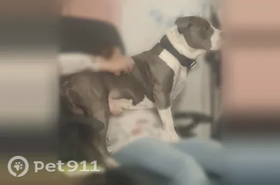 Missing dog Rouses Point, photo: Lost male dog, Westwood Park Drive, 5101, Shreveport, Rouses Point — blue pit mastiff
