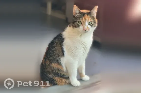 Missing cat Denver, photo: Lost cat, female, East 11th Street, 613, Pueblo, Denver — white with calico markings