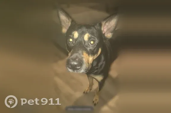 Lost male dog, Cornell Avenue, 116, San Antonio — prominent ears, red inside - photo