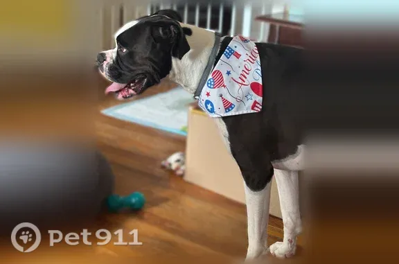 Lost dog, Northside Drive, 395, Rockingham — one blue eye and one brown eye - photo