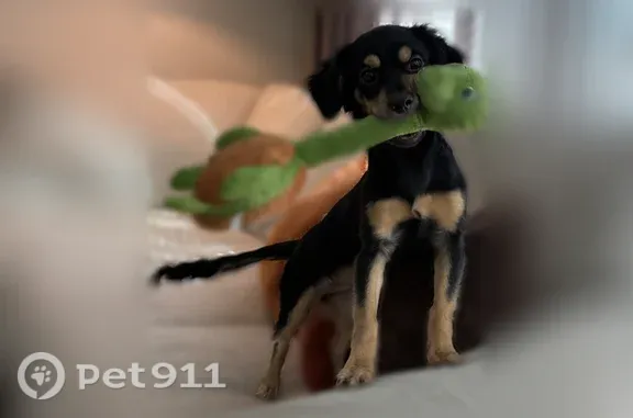 Lost pets Arlington, photo: Lost dog, North 117th Avenue, 1350, Avondale, Arlington — very sweet and friendly