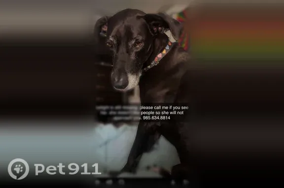 Lost female dog, Saint Louis Street, 509, Baton Rouge — black collar with hearts - photo