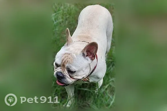 Lost dog, Trent Walk Drive, 5700, Stonecrest — male dog with removed tags - photo