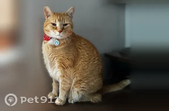 Missing cat Arlington, photo: Lost cat, Knowlton Street, 55, East Providence, Arlington — male orange tabby