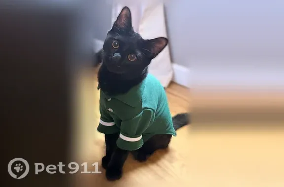 Lost cat, Stagecoach Road, 12301, Little Rock — black male cat with orange eyes - photo