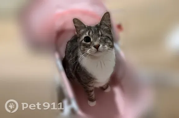 Lost cat, Casa Loma Court, 1946, Grapevine — gray short-haired tabby with one eye - photo