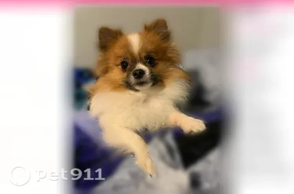 Lost dog, H Street, 320, Bakersfield, Rocklin — female, microchipped - photo