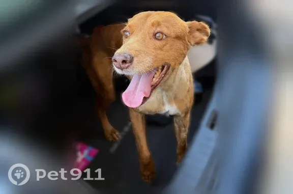 Lost dog, Valle Tila Drive, Socorro, El Paso — friendly female with a brown collar - photo