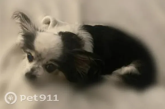 Lost female dog, Meadow Ridge Drive, 501, St. Augustine — blind and needs medication - photo