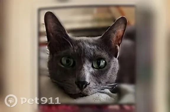 Lost cat, Westerleigh, Staten Island, NY, USA, Manhattan — Russian Blue with green eyes - photo