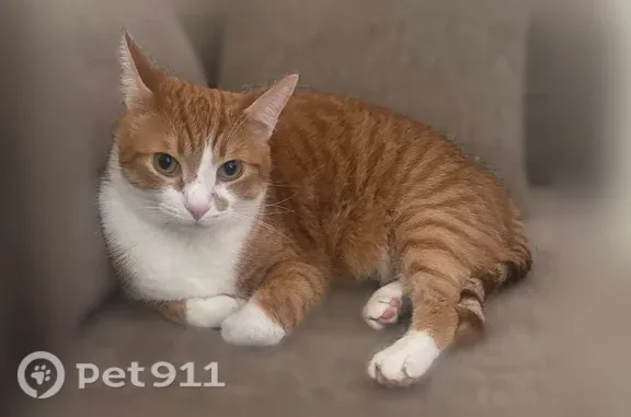 Missing cat Louisville, photo: Lost cat, male, Taylorsville Road, 3776, Louisville, Louisville — white mismatched paws