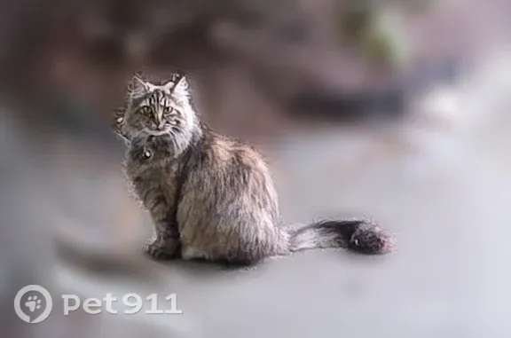 Lost cat, 31st Street Place Southeast, 3145, Puyallup — spayed female - photo