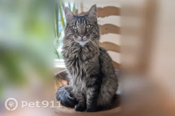 Lost male cat, Adams Street, 1332, Denver — long fluffy black/brown/cream tabby coat - photo