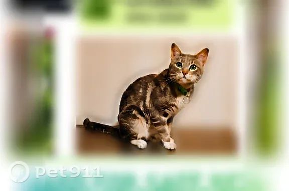 Missing cat Ogden, photo: Lost male cat, West 4625 South, 300, Washington Terrace, Ogden — green collar