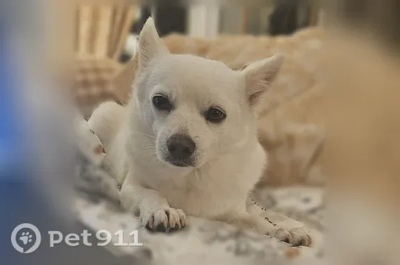 Lost dog, Sky Blue Drive, Springfield, Alexandria — male, white and small - photo