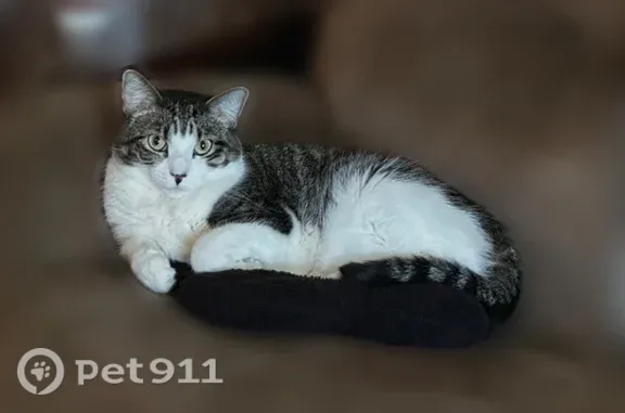Lost female cat, Oxford Avenue, 5410, Raytown — white belly and spotted nose - photo