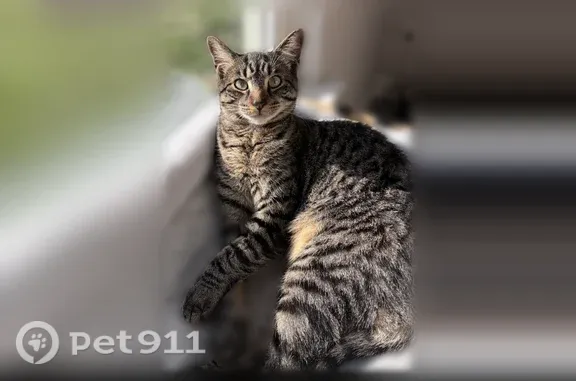 Lost male cat, Sea Biscuit Run, 102, Suffolk — brown tabby with black stripes - photo