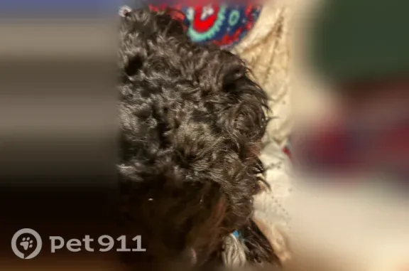 Lost dog, male, Cleveland, Texas, Cleveland — wearing a bow tie collar - photo