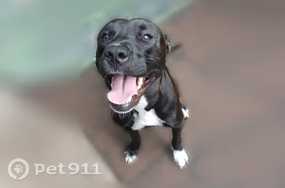 Lost dog, female, Elysian Fields Avenue, 6166, New Orleans — black with white markings - photo