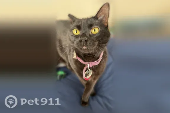 Lost pets Atlanta, photo: Lost cat, Blue Rose Drive, Crowley, Atlanta — black female named Xannie