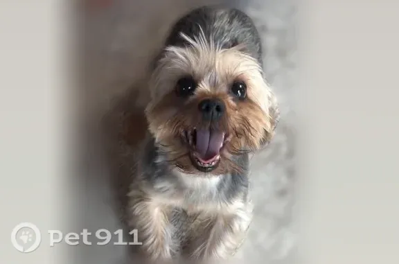 Lost dog, Lewis Street, 210, Perth Amboy — male, 7 years old - photo