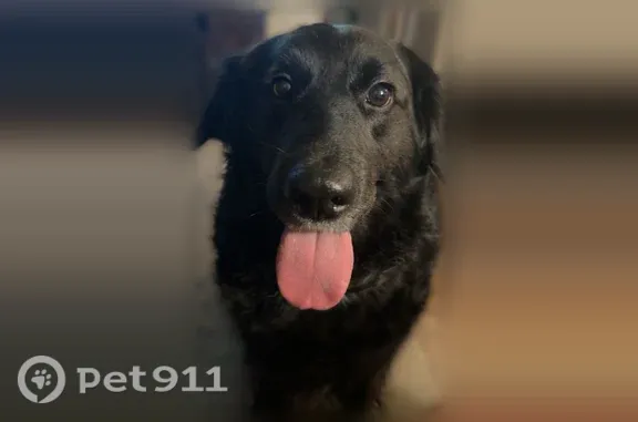 Lost dog, Crinnion Avenue Northeast, 12825, Cedar Springs, Manhattan — all-black female retriever - photo