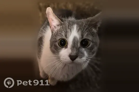Lost male cat, West 7125 South, 2124, West Jordan, West Jordan — white diamond-shaped spot on back - photo