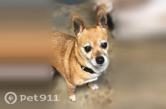 Found dog Olivette, photo: Found dog, female Chihuahua, Ramona Avenue, Saint John, Olivette
