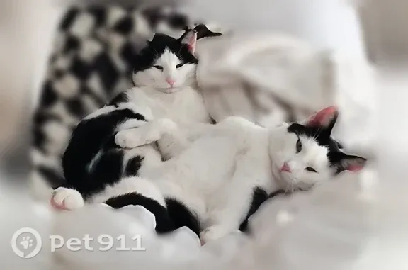 Lost cat, La Piedra Point, 21395, Fountain — white-and-black spayed female - photo
