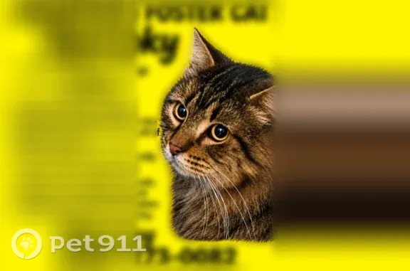 Lost Cat, Wintergreen Lane, 5480, Reno, Rocklin — male - photo