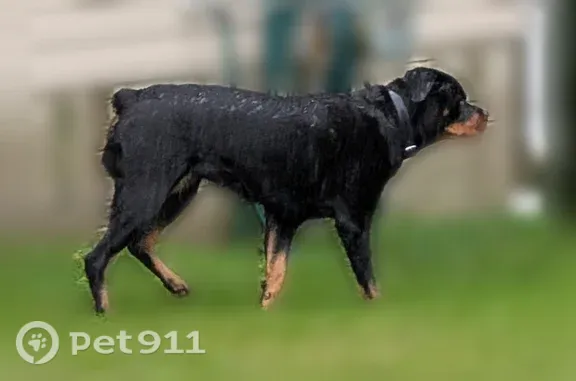 Lost dog, Willow Wood Drive, 47315, Lexington Park — large Rottweiler with a black collar - photo