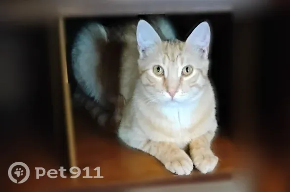Missing cat Emporia, photo: Lost cat, South Cottonwood Street, 4, Emporia — male, orange coat