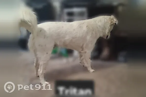 Lost Dog, Blue Bonnet Lane, 240, Childress, Schertz — Deaf Male with Black Patch Over Left Eye - photo