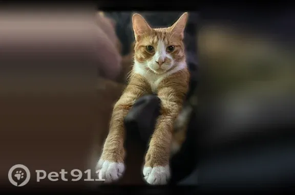 Lost male cat, Ramsey Drive, 9, Central Square, Central Square - photo