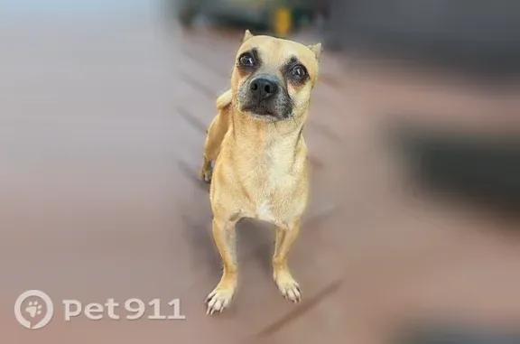 Lost Dog, Zoe Street, 1031, Houston — male, comes when called - photo