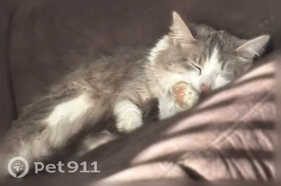 Lost cat, Lakes Edge Way, 810, Pickerington — small with green eyes - photo