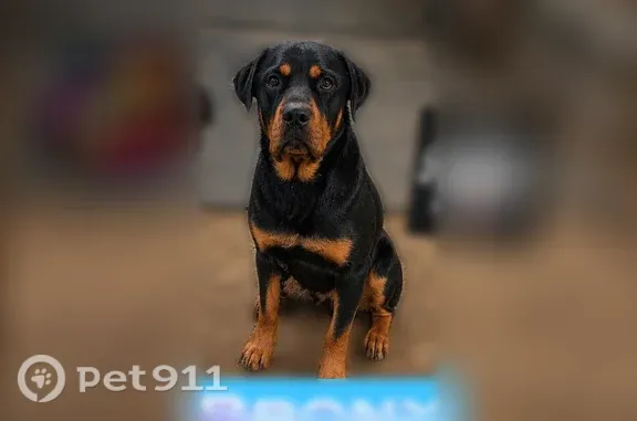 Missing dog Moreno Valley, photo: Lost dog, Riverside, California, Moreno Valley — neutered male Rottweiler