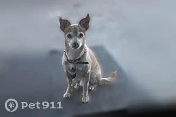 Lost male dog, Briarway Street, Pasadena — slender with a deer-like head and legs - photo