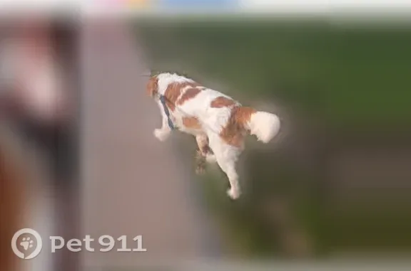 Lost male dog, West Cherokee Street, 206, Springfield — long-haired, white with brown spots - photo