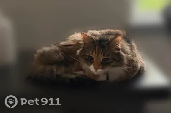 Missing cat Houston, photo: Lost cat, Hummingbird Drive, 5711, Houston — female senior cat