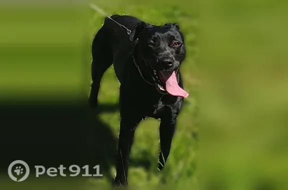 Lost dog, Youngstown, Ohio, Columbus — black Lab - photo