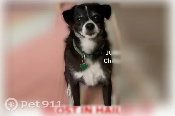 Lost male dog, North River Street, 511, Hailey — collar with tag - photo