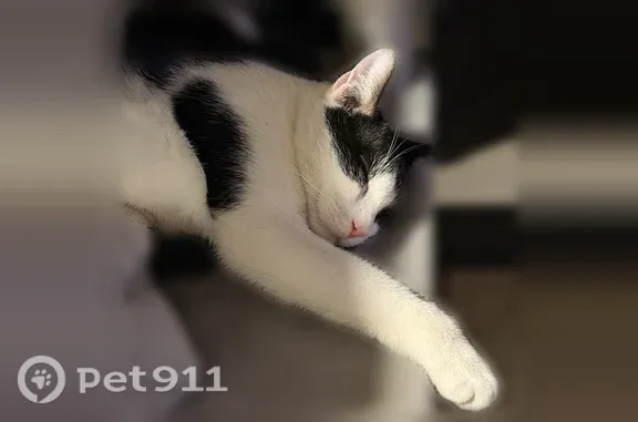 Lost cat, Dick Road, 901, Buffalo, Sloan — male, black and white with a black collar and bow - photo